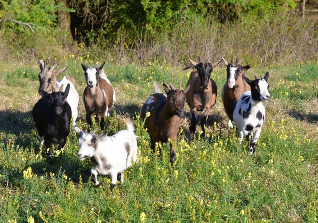 geiten op een boerderij in bretagne